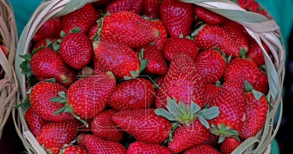 La frutilla en modo covid se adueña de la temporada
