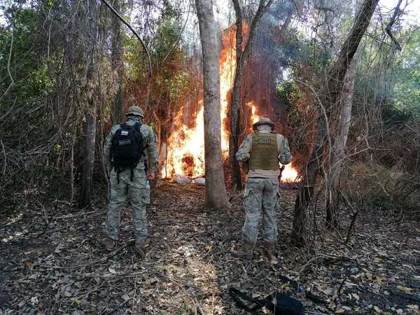 Antidrogas destruyen cerca de 10 toneladas de marihuana en Azotey - ADN Paraguayo