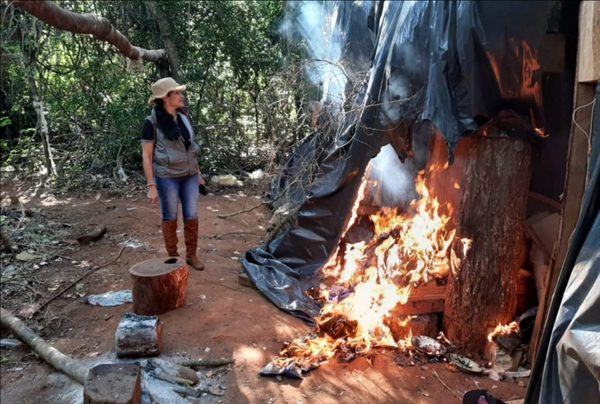 Azotey : Destruyen casi 4.000 kilogramos de droga | Noticias Paraguay