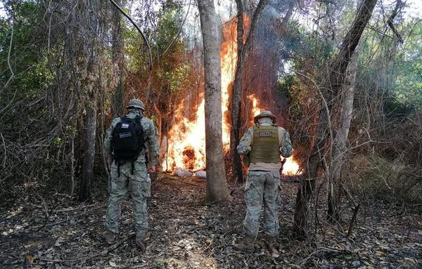 Destruyen 10 toneladas de marihuana en centro de producción de Azotey