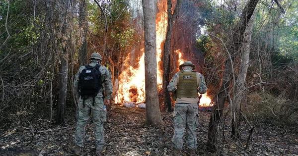 Destruyen 10 toneladas de marihuana en centro de producción de Azotey