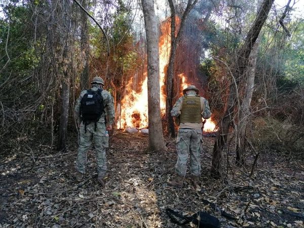 Eliminan 10 toneladas de marihuana en Concepción