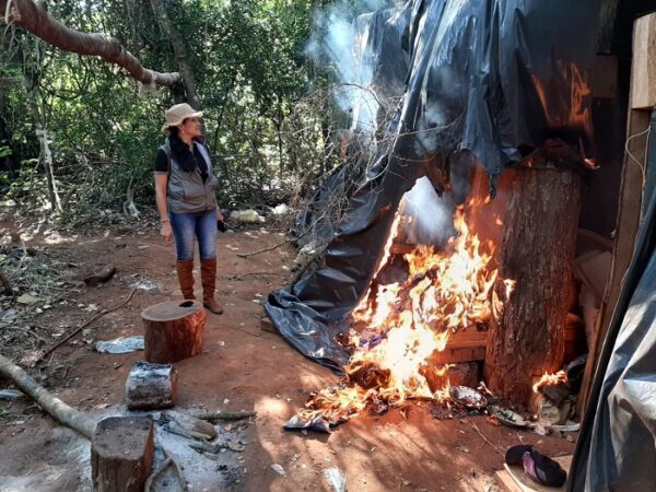 Destruyen casi 4.000 Kg. de marihuana en Azotey