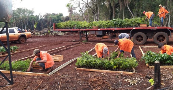 Zona de Puerto Indio revive con 15.000 plantines de especies nativas