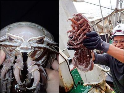 Hallan especie de cucaracha marina supergigante en el océano Índico