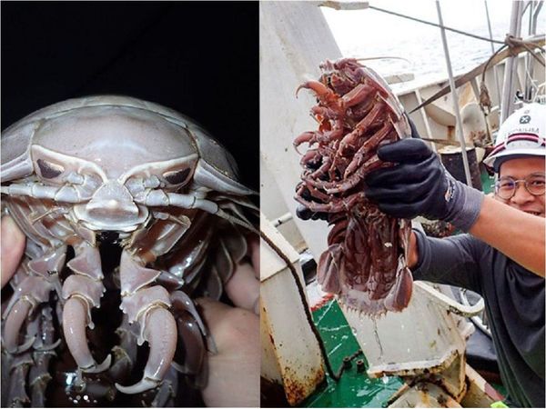 Hallan especie de cucaracha marina supergigante en el océano Índico
