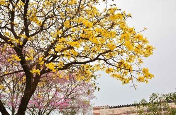 Ciudad argentina elige al lapacho amarillo como "flor oficial"