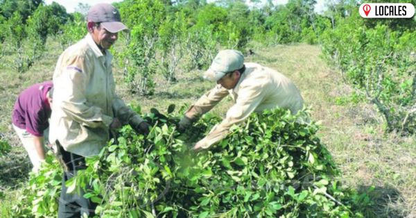 En Itapúa, productores exportan 100 toneladas de yerba canchada