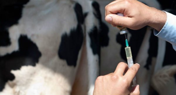 HOY / Salud no recibió denuncia sobre uso de antiparasitario para animales en indígenas