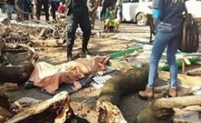 Murió aplastado por el eucalipto que estaba talando