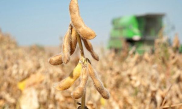 » Se redujo siembra de soja zafriña en 25,7%