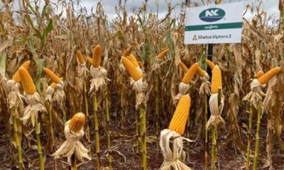 » El relanzamiento de NK de Syngenta aportó nuevos híbridos en Paraguay