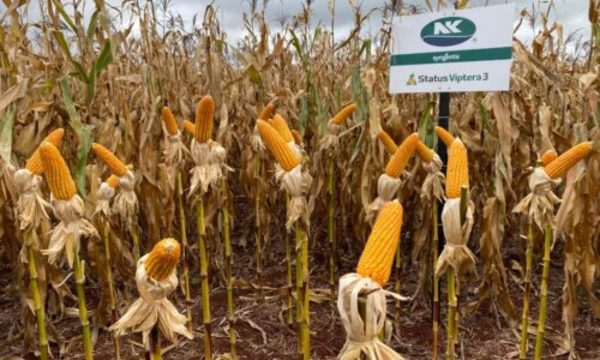 » El relanzamiento de NK de Syngenta aportó nuevos híbridos en Paraguay