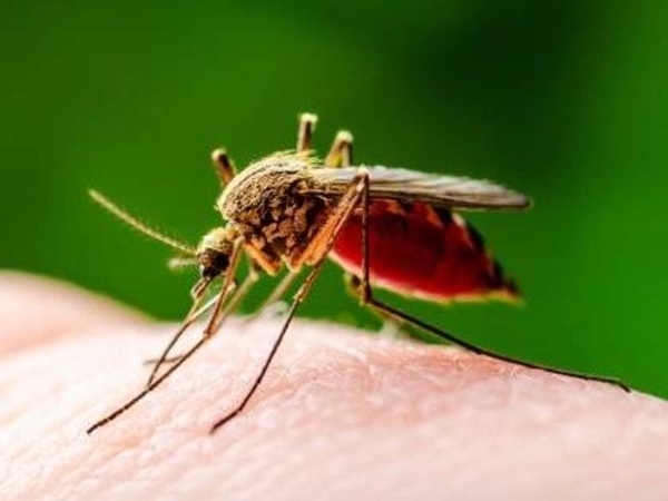 HOY / Leishmaniasis visceral en un bebé de 11 meses en Guairá