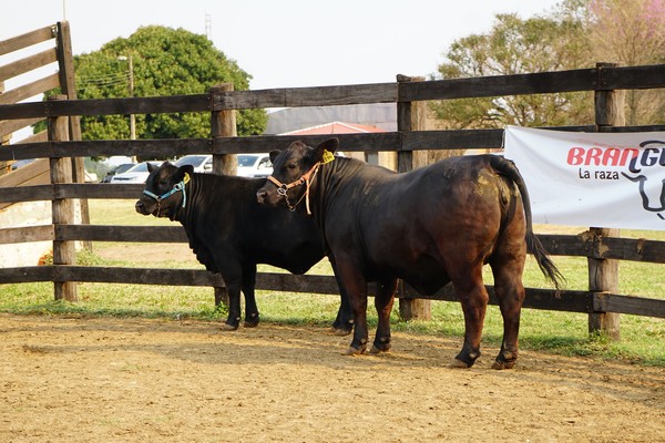 Ferias Especiales Brangus destacan “reproductores de alta calidad”, con ventas de Ferusa