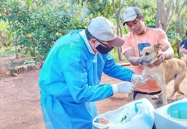 HOY / Aseguran que caso de Leishmaniasis Visceral en Guairá se encuentra controlado