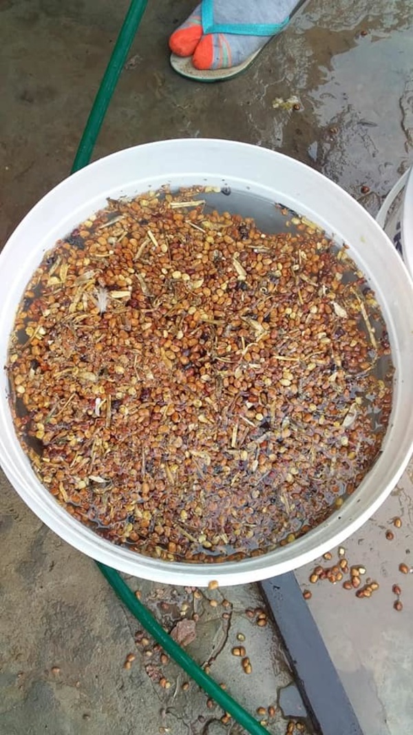 Bañado Sur: Denuncian que la SEN entrega alimentos de “pésima” calidad para ollas populares » Ñanduti