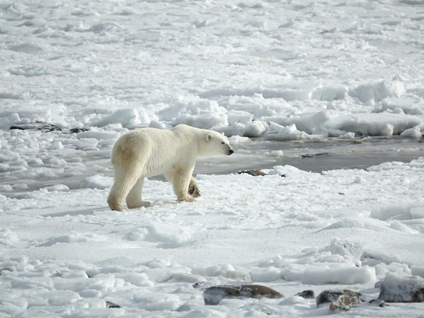 El calentamiento global podría llevar a la extinción de los osos polares antes de 2100