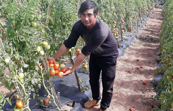 En la crisis, el tomate está dejando buenas ganancias - Nacionales - ABC Color