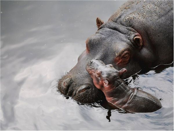 Una cría hipopótamo del Nilo nace en zoológico de México