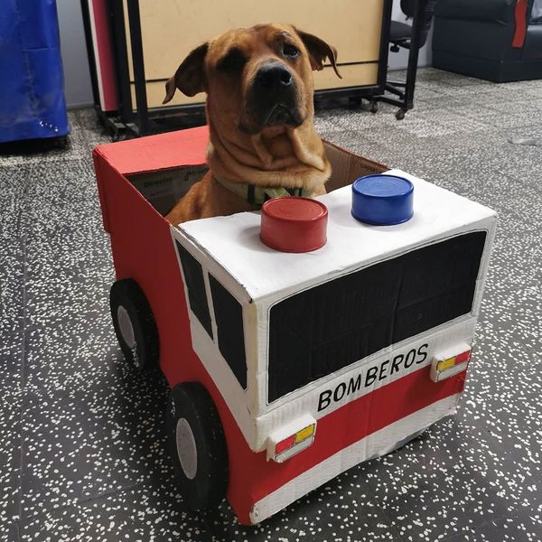 ¡El camarada más tierno! La dedicatoria de los Bomberos de Sajonia a su ayudante peludo por el Día del Perro - Megacadena — Últimas Noticias de Paraguay