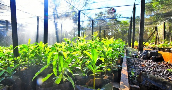 Vivero de Itaipú produjo 666 mil plantines de especies forestales y frutales
