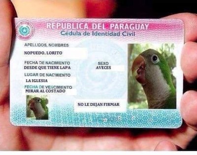 El rollo se inscribió para ser el lorito óga de la pandemia | Crónica