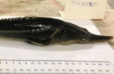 Científicos crean accidentalmente un híbrido de dos peces en peligro de extinción - C9N