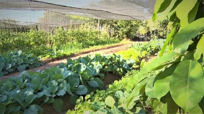 Piden apoyar a pequeños productores comprando en la primera feria agropecuaria