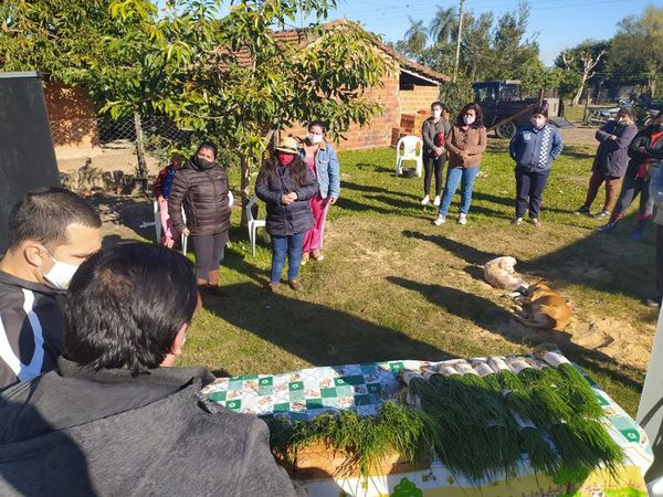 Entregaron dos millones de plantines de cebolla en Misiones e Itapúa - Nacionales - ABC Color