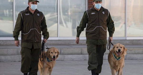 Día Mundial del Perro: El mejor amigo del hombre se prepara para detectar el COVID-19