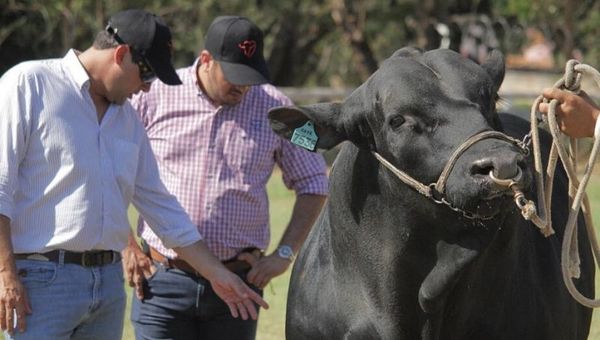 Brangus ofertará reproductores de alta calidad en Ferias Especiales