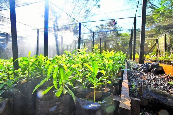 Nuevitos: hay 666 mil árboles nativos frutales | Crónica