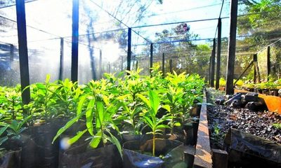 Más de 666 mil plantines de especies forestales y nativas se produjeron en vivero de Itaipú en el primer semestre