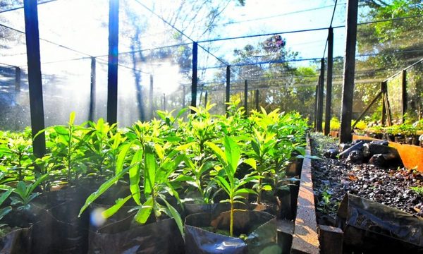 Más de 666 mil plantines de especies forestales y nativas se produjeron en vivero de Itaipú en el primer semestre