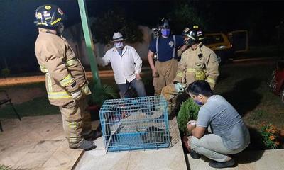 Pobladores de San Joaquín rescataron un Kyja – Prensa 5