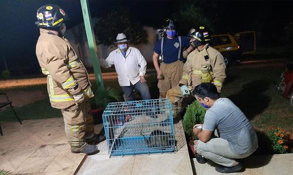 Pobladores de San Joaquín rescataron un Kyja – Prensa 5