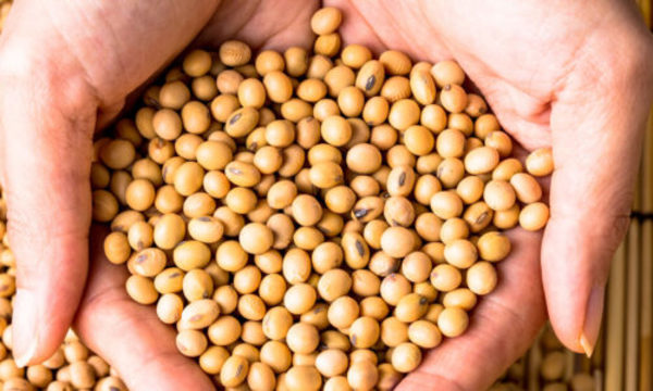 » Molienda de oleaginosas tuvo una caída del 10% en el primer semestre