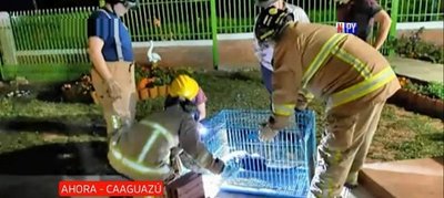 Rescatan a un "Kyja" en San Joaquín | Noticias Paraguay