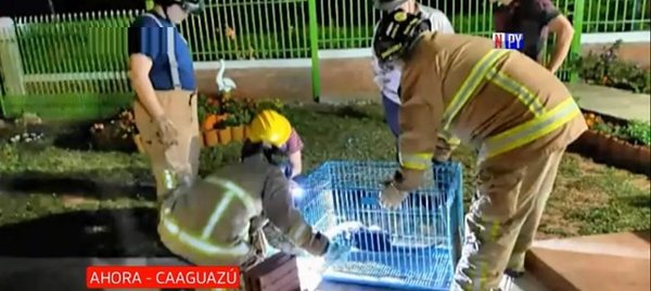Rescatan a un "Kyja" en San Joaquín | Noticias Paraguay
