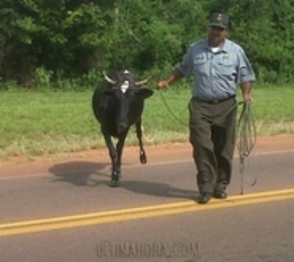 Los animales capturados por la Caminera podrían ser sacrificados  - Paraguay.com