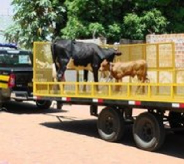Inician controles en ruta por animales sueltos - Paraguay.com