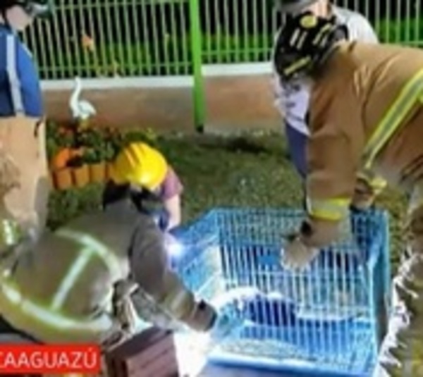 Rescatan a un "Kyja" en San Joaquín - Paraguay.com