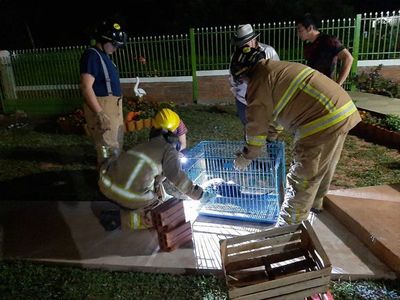 Rescatan a una nutria atrapada en una piscina en San Joaquín