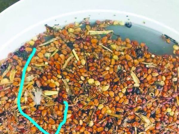 Ollas populares reciben porotos con gusanos