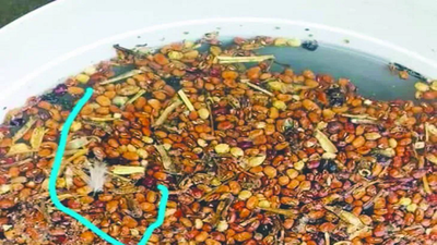 Ollas populares reciben porotos con gusanos