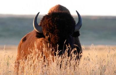 Una mujer se hace la muerta para evitar el ataque de un bisonte en el parque Yellowstone - SNT