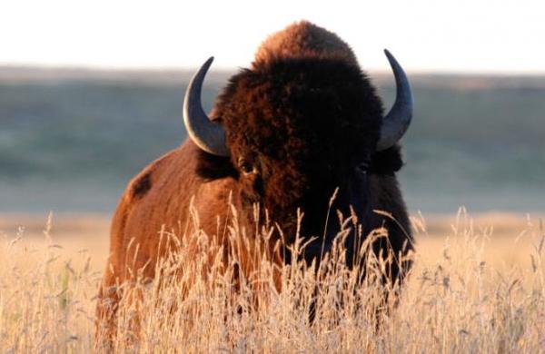 Una mujer se hace la muerta para evitar el ataque de un bisonte en el parque Yellowstone - C9N