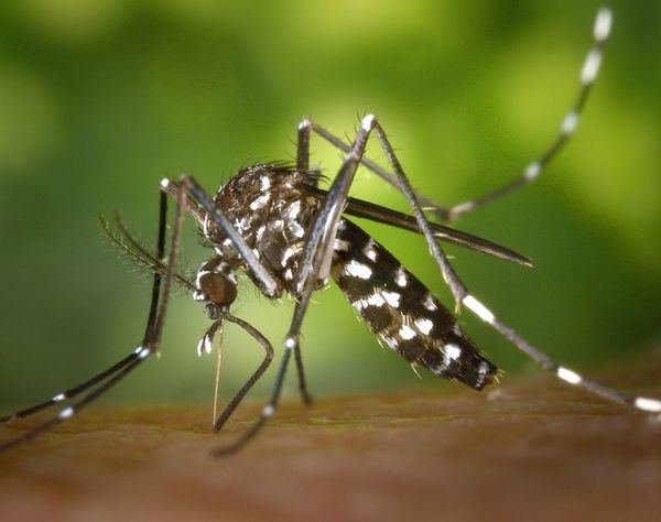 El aumento de la urbanización en África hará que los mosquitos piquen más - Ciencia - ABC Color