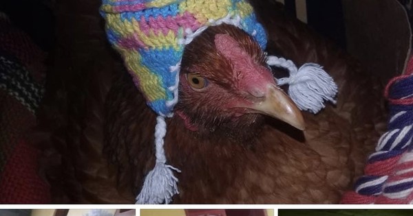 Cambachivache, la telenovela: flores rebotadas, sombreritos para gallinas y regalos de exnovios